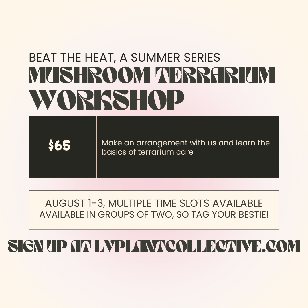 Summer series, mushroom terrarium workshop