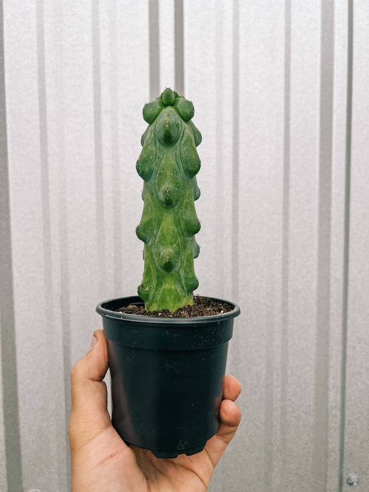 4" 'Boobie Cactus' (rare)
